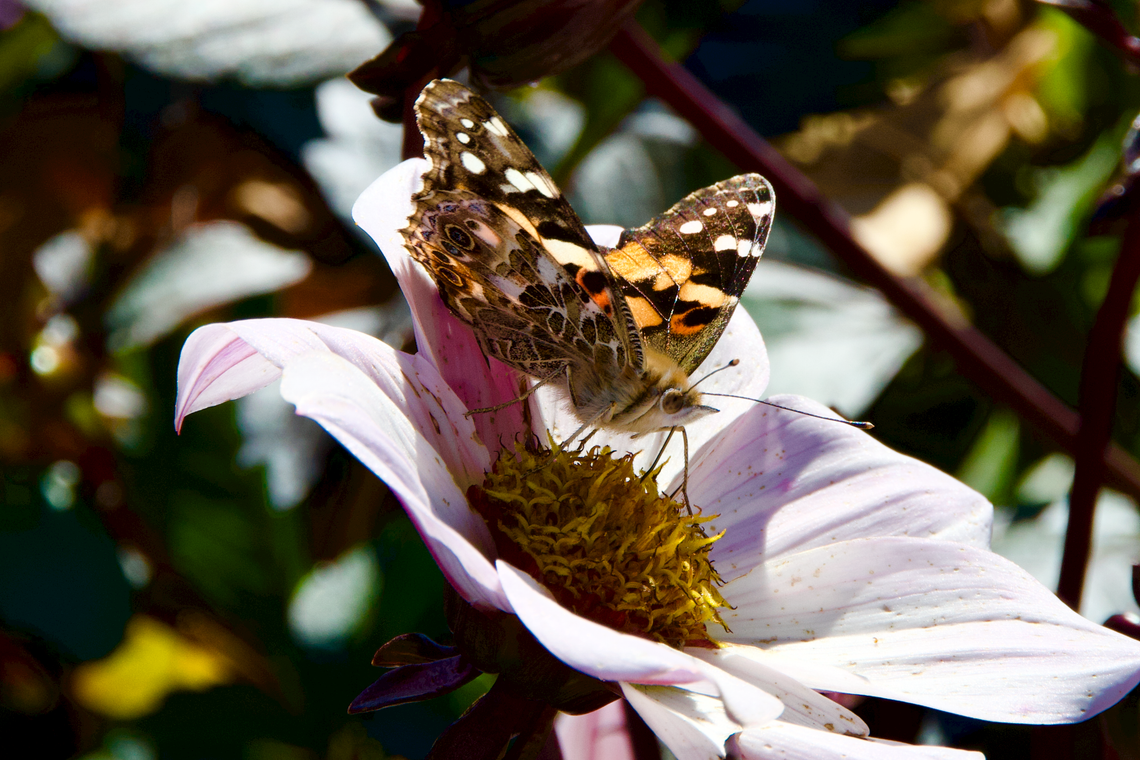 Painted lady in the light