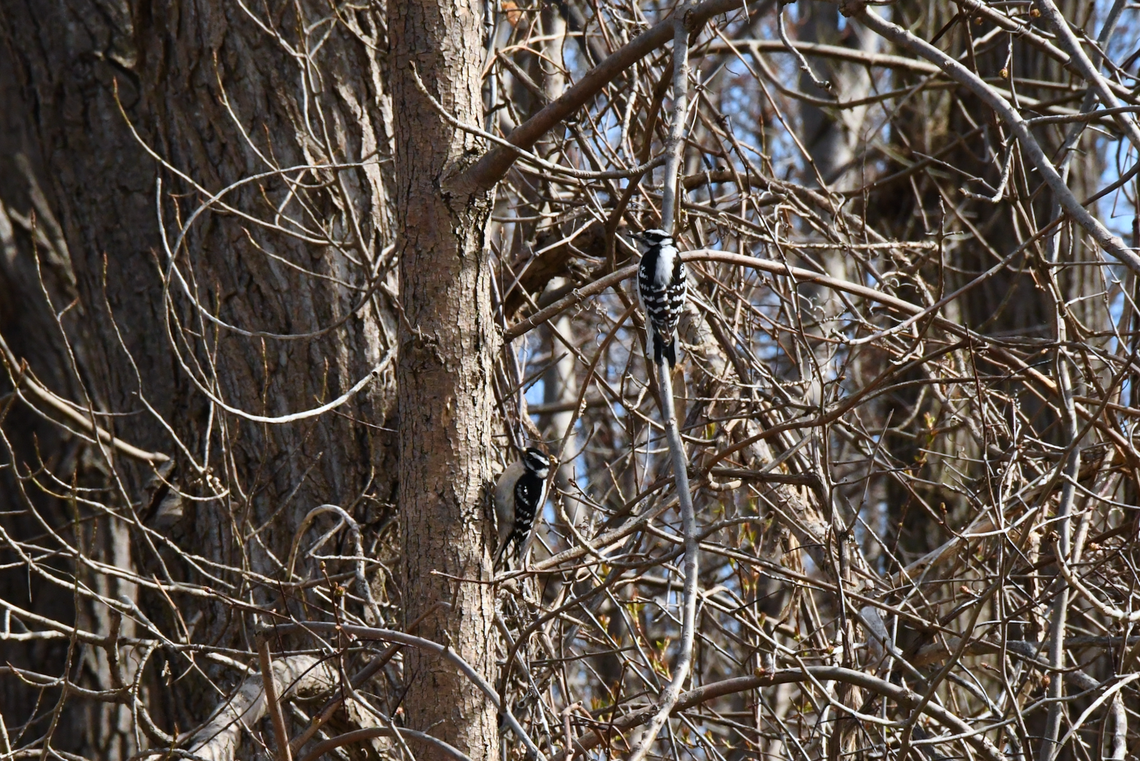 Protéger la biodiversité au domaine Saint-Paul à L'Île-des-Sœurs