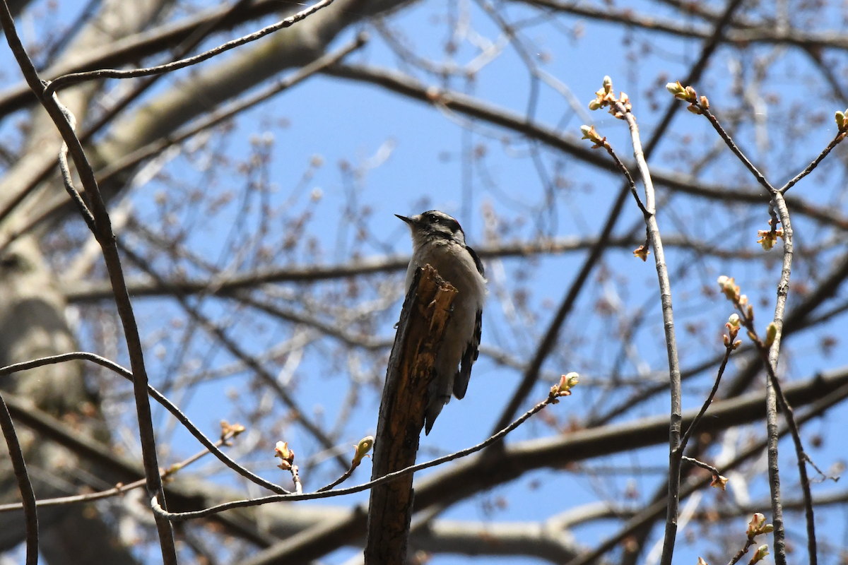 Protéger la biodiversité au domaine Saint-Paul à L'Île-des-Sœurs