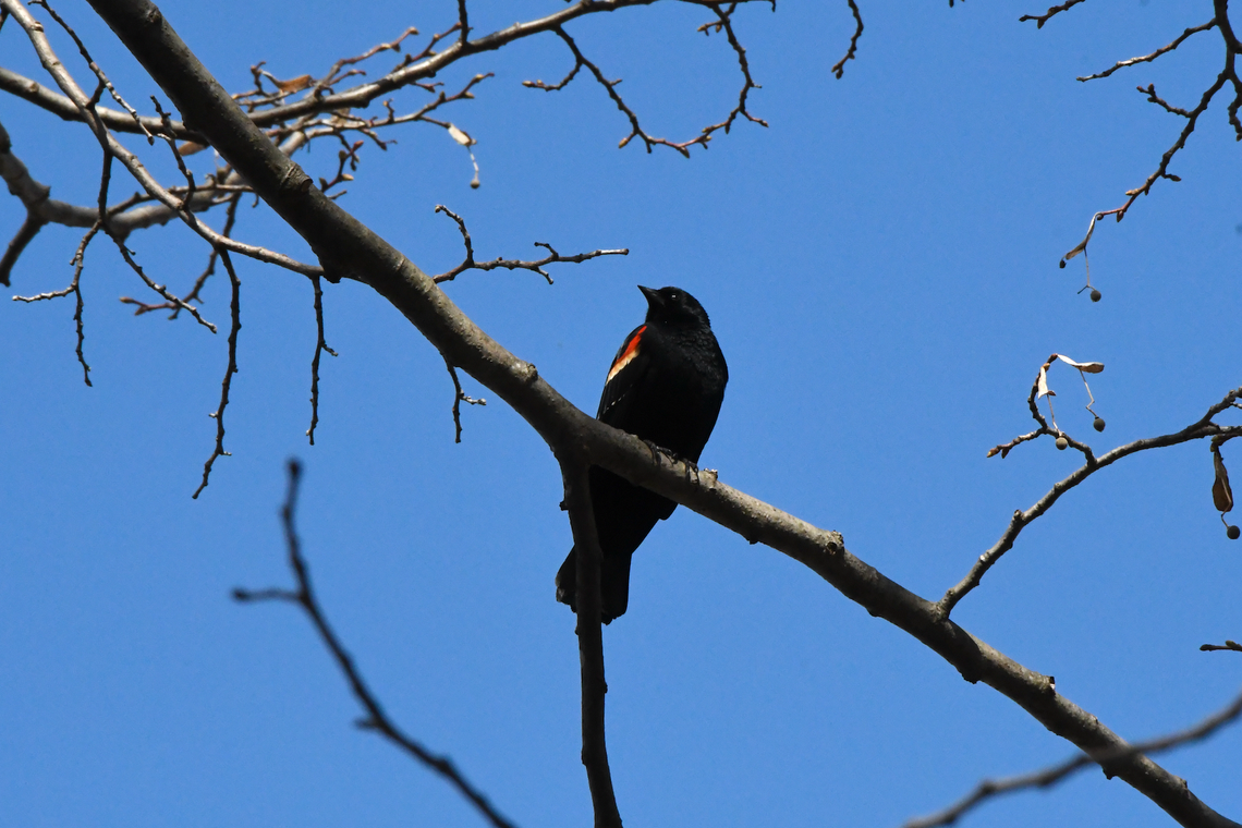 Protéger la biodiversité au domaine Saint-Paul à L'Île-des-Sœurs