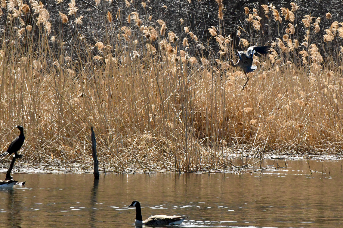 Protéger la biodiversité au domaine Saint-Paul à L'Île-des-Sœurs