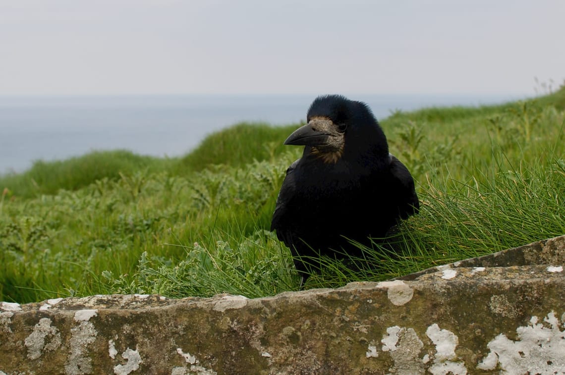 Corbeau à Moher (Irelande, 2017)