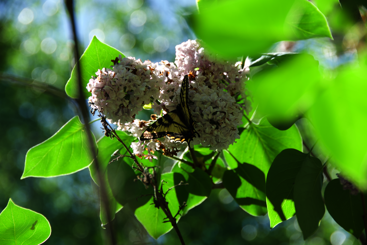 Machaon tigré du Canada sur lilas (Lanaudière, Québec,