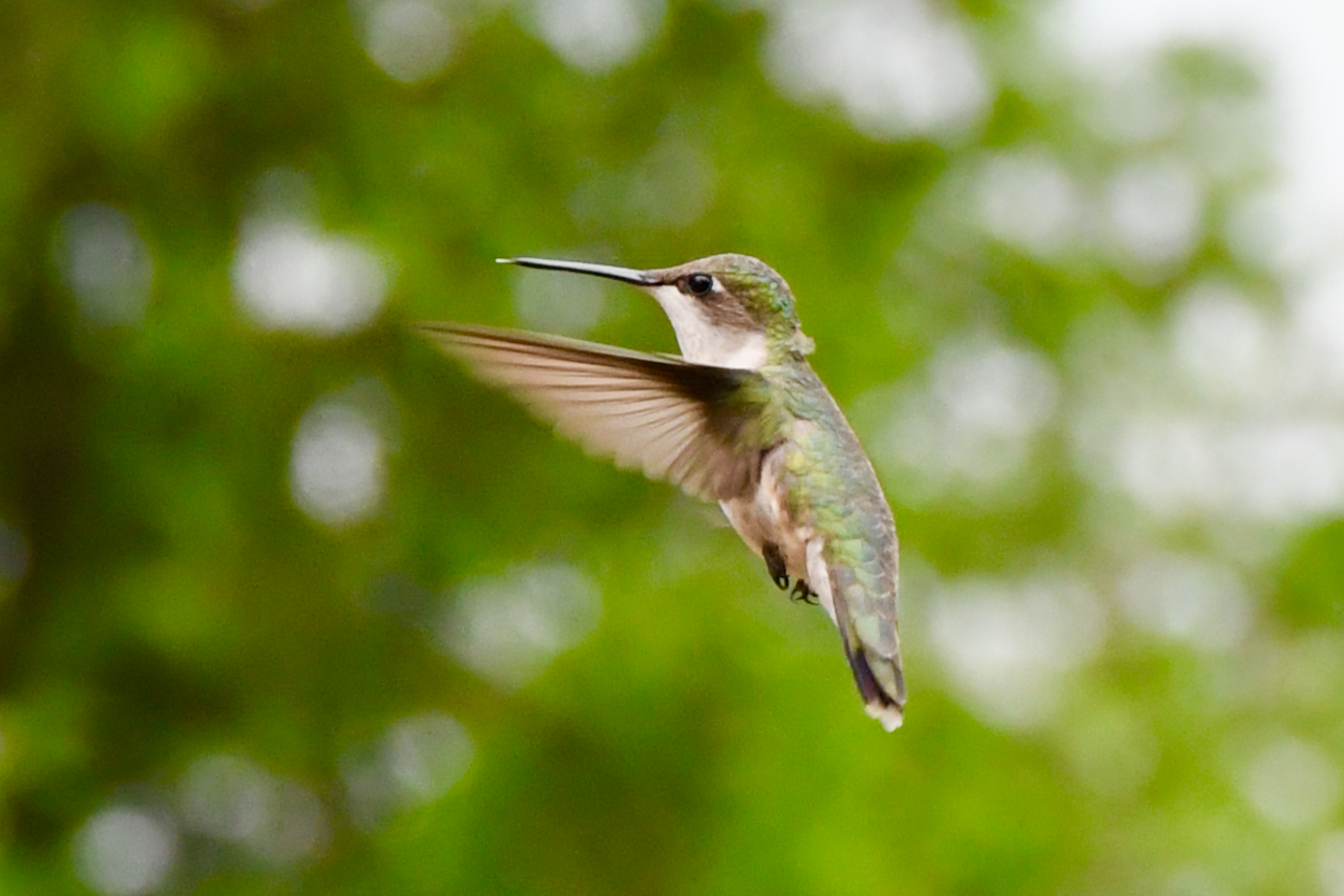 Colibri (sur le bord du Lac Huron 25 juillet 2025)