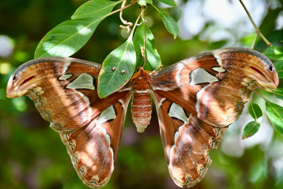 Papillon atlas à l'Insectarium de Montréal 7 mai 2026