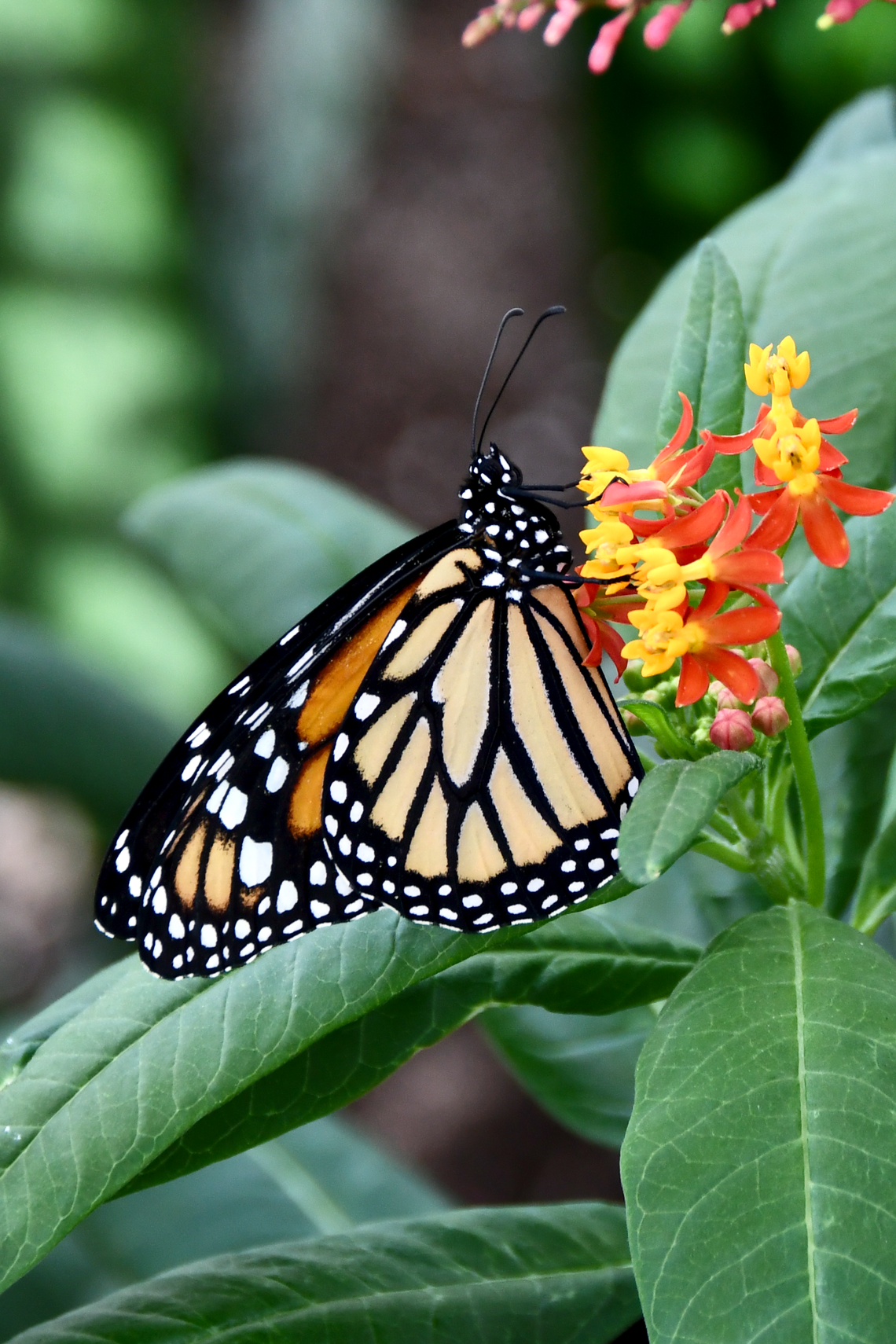 Monarque à l'Insectarium de Montréal (7 mai 2026)