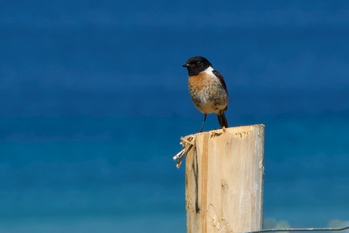 Oiseau (Crozon, Bretagne, 3 juillet 2026)