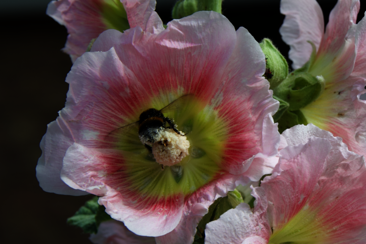 L'abeille butine (10 juillet 2019, Freudenberg, Allemagne)