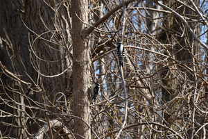 Protéger la biodiversité au domaine Saint-Paul à L'Île-des-Sœurs
