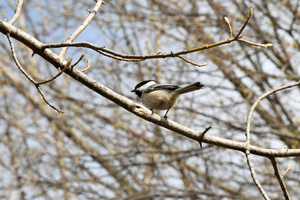Protéger la biodiversité au domaine Saint-Paul à L'Île-des-Sœurs