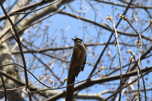 Protéger la biodiversité au domaine Saint-Paul à L'Île-des-Sœurs
