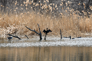 Protéger la biodiversité au domaine Saint-Paul à L'Île-des-Sœurs