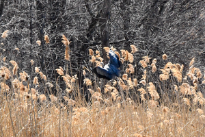 Protéger la biodiversité au domaine Saint-Paul à L'Île-des-Sœurs