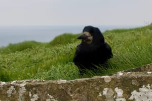 Corbeau à Moher (Irelande, 2017)