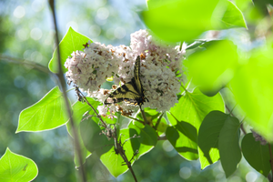 Machaon tigré du Canada sur lilas (Lanaudière, Québec,