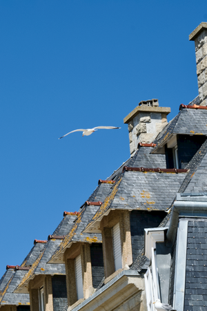 Une mouette à Saint-Malo (France, 2019)