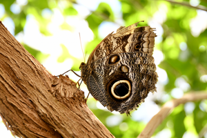 Extérieur des ailes d'un morpho bleu à l'Insectarium de Montréal 7 mai 2026