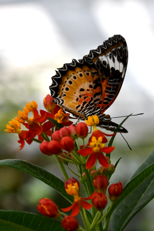 Papillon à l'Insectarium de Montréal (7 mai 2026)