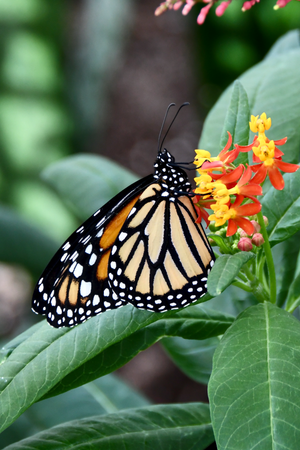 Monarque à l'Insectarium de Montréal (7 mai 2026)
