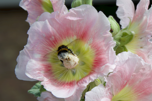 L'abeille butine (10 juillet 2019, Freudenberg, Allemagne)