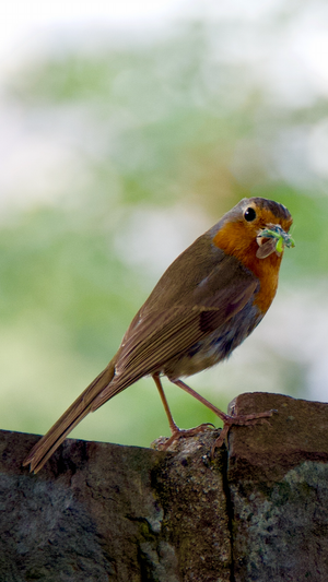 Snack time (9 juillet 2019, Ziegen, Allemagne)